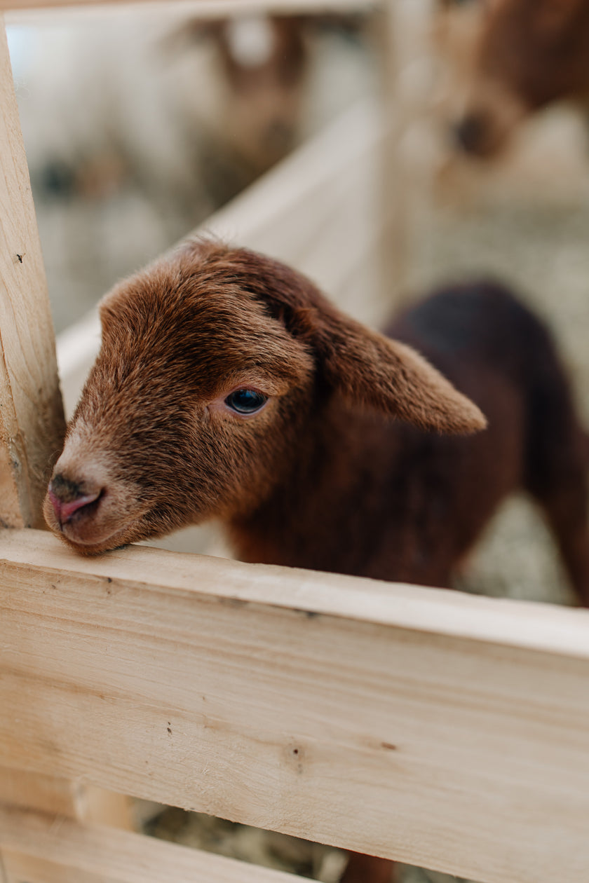 Tierpatenschaft Coburger Fuchsschaf