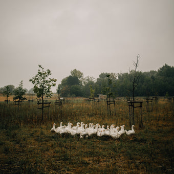 Martins Gans - Farm to table