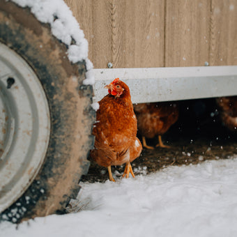 Tierpatenschaft Huhn