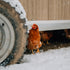 Tierpatenschaft Huhn