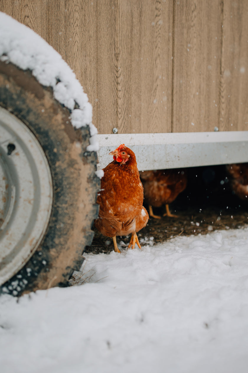 Tierpatenschaft Huhn