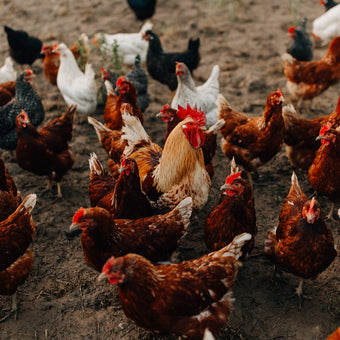 Tierpatenschaft Hahn