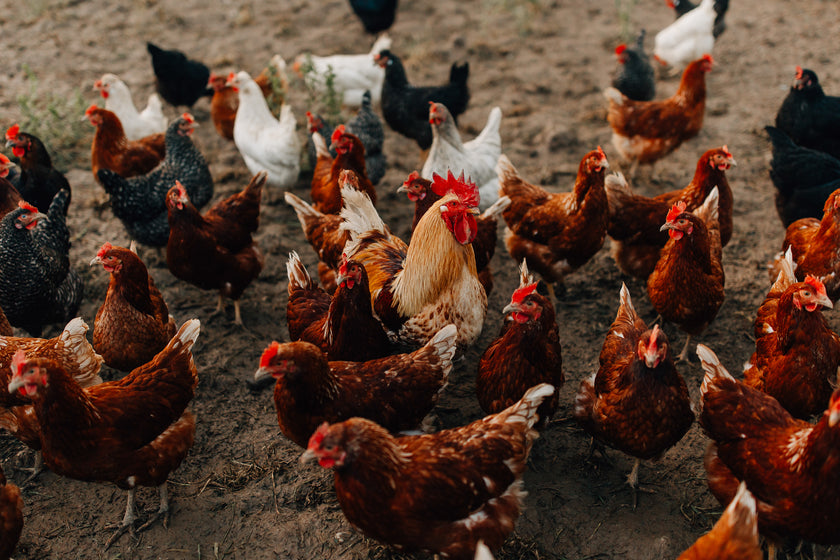 Tierpatenschaft Hahn