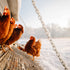 Tierpatenschaft Huhn