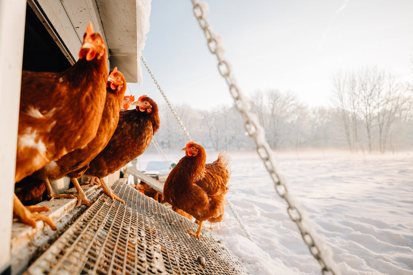 Tierpatenschaft Huhn