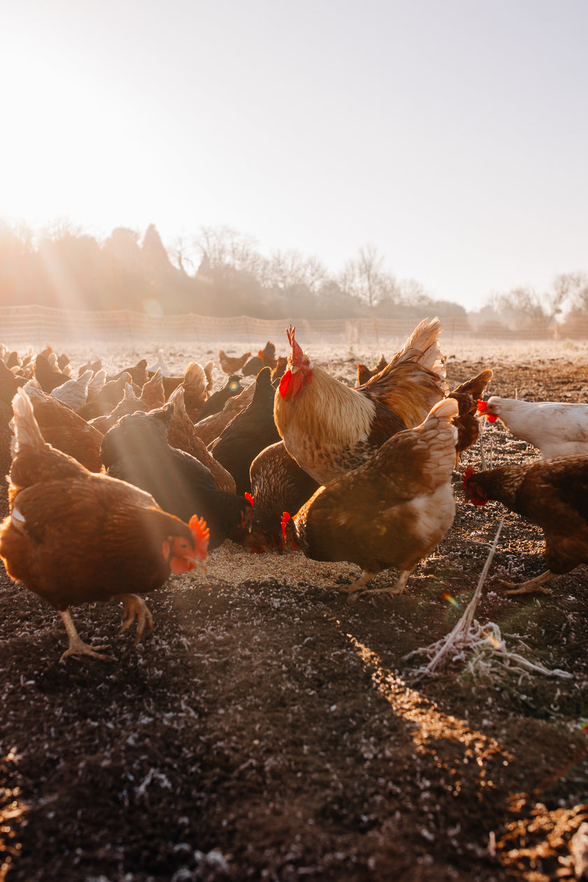 Tierpatenschaft Hahn