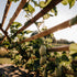 Hofglück – Farm to table