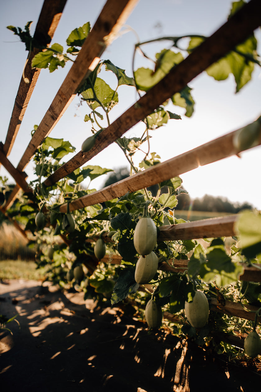 Hofglück – Farm to table