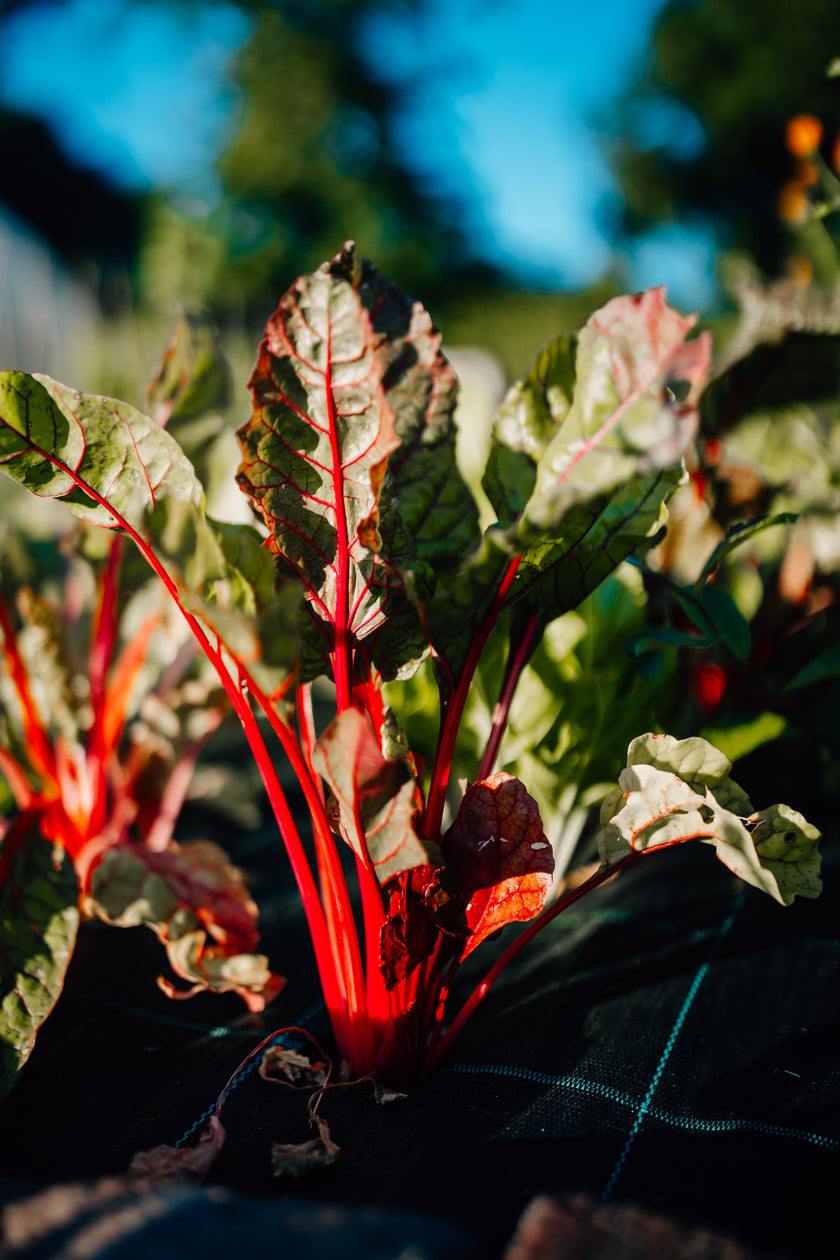 Hofglück – Farm to table