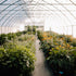 Hofglück – Farm to table
