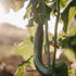 Hofglück – Farm to table
