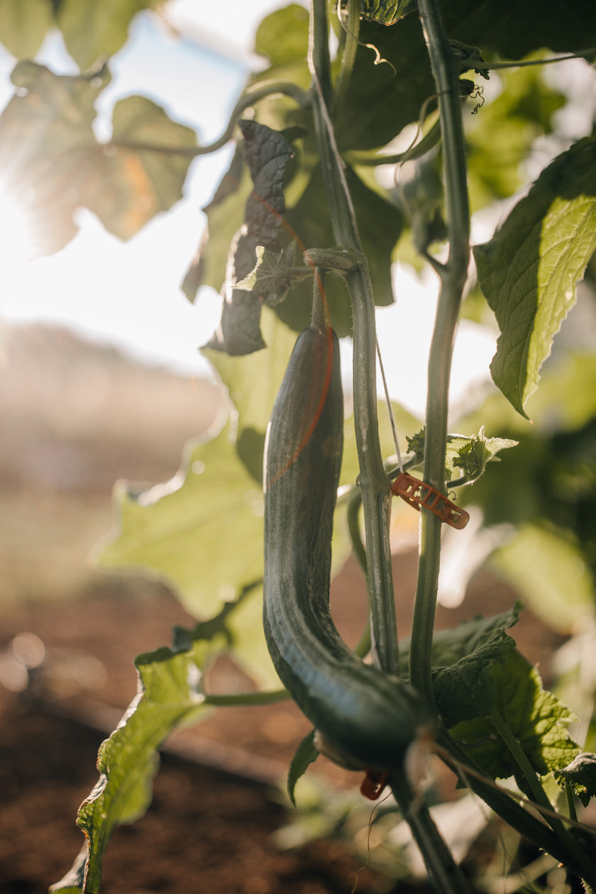 Hofglück – Farm to table