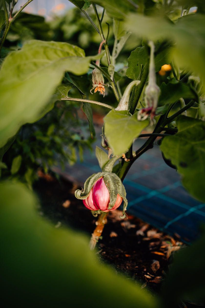Hofglück – Farm to table