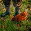 (Suppen)Huhn vom Marienhof – Vorbestellung