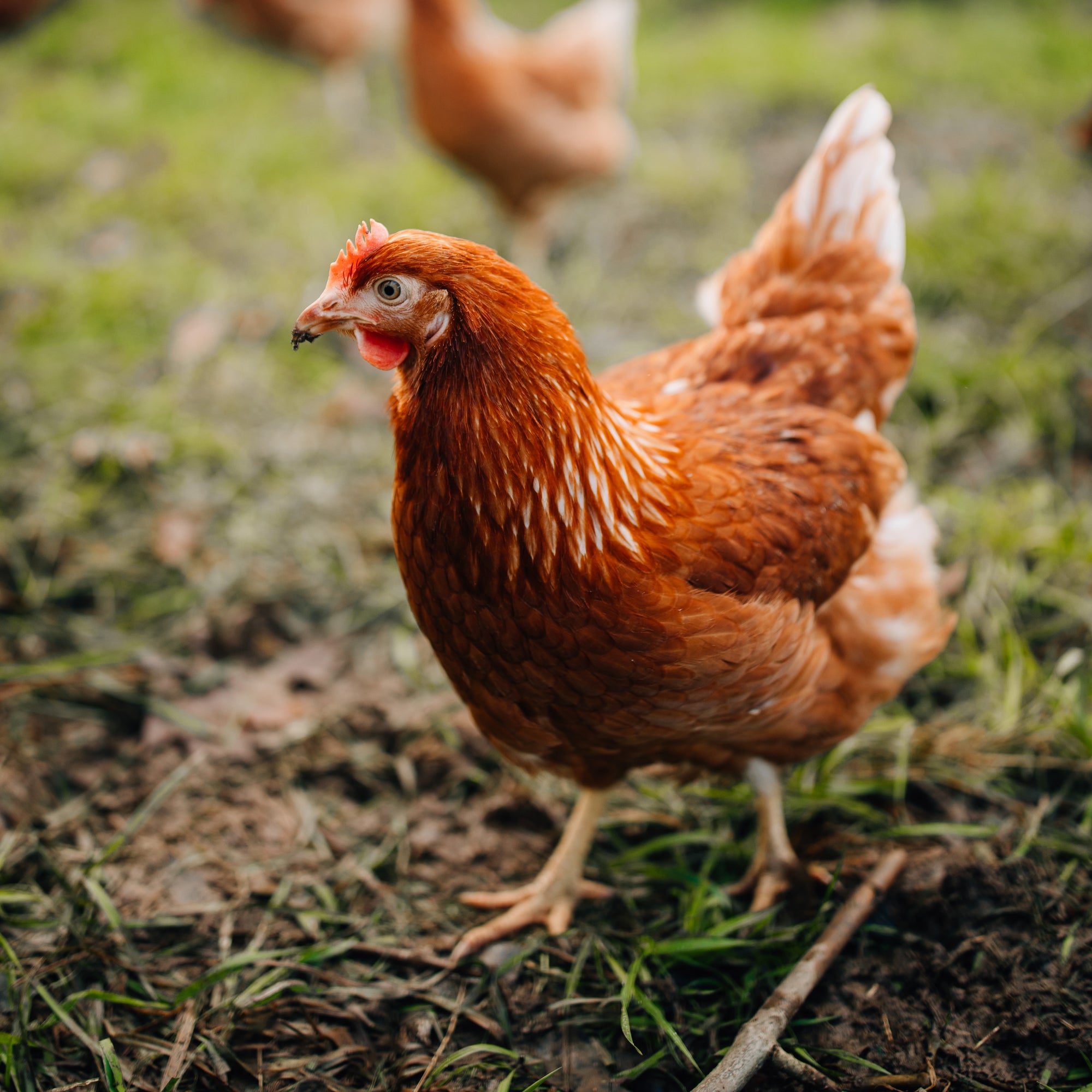 (Suppen)Huhn vom Marienhof – Vorbestellung