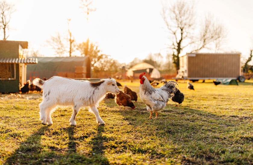 Tierpatenschaft Hahn