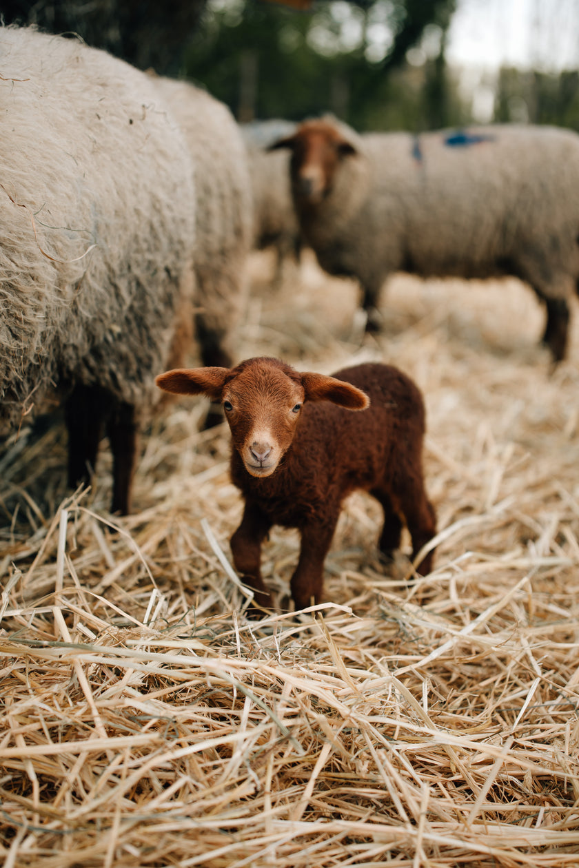Tierpatenschaft Coburger Fuchsschaf
