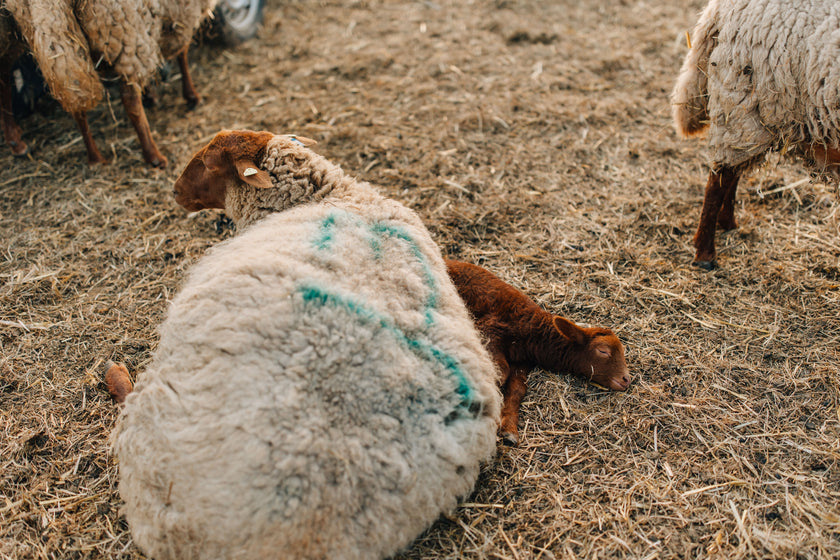 Tierpatenschaft Coburger Fuchsschaf