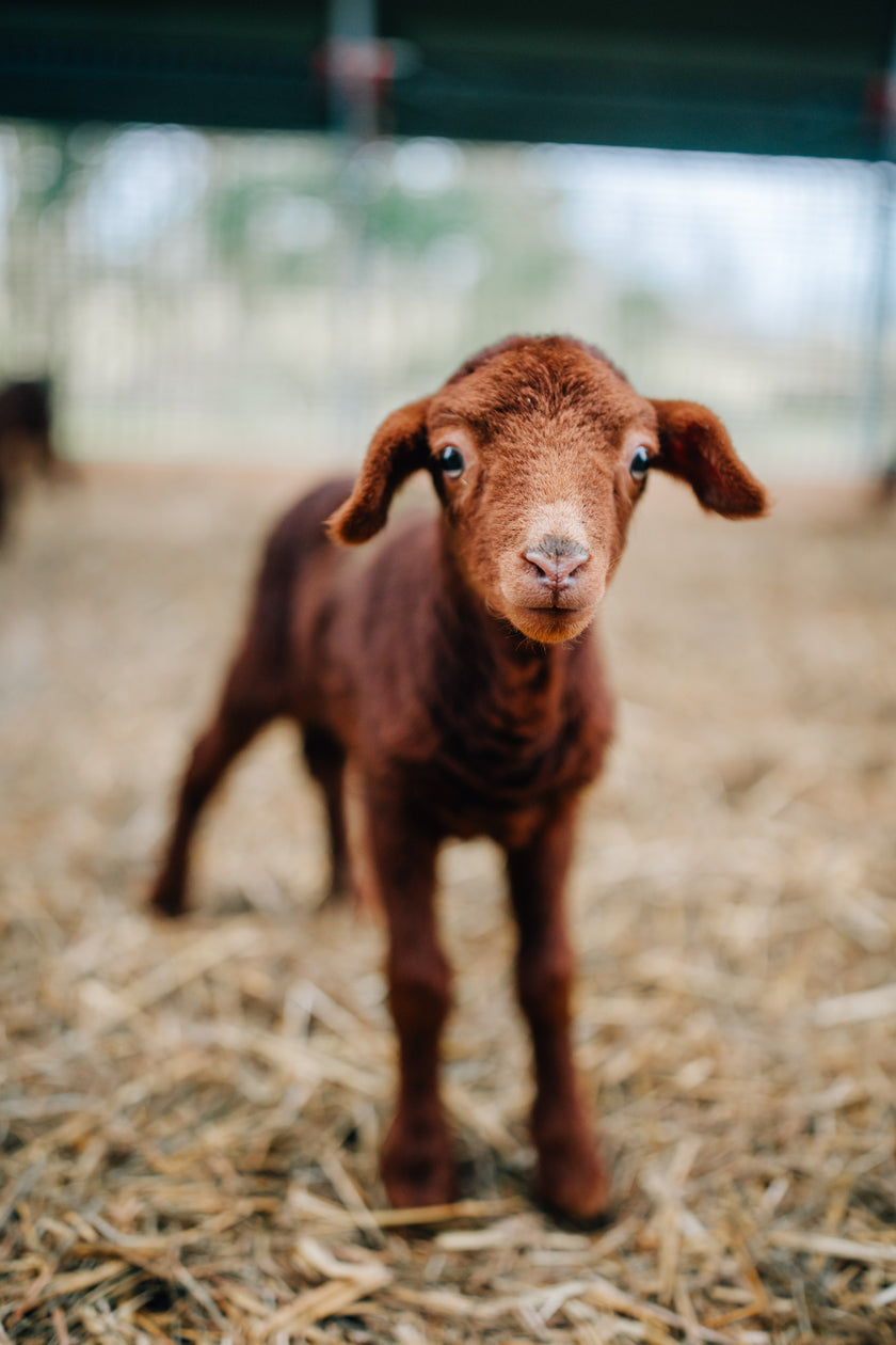 Tierpatenschaft Coburger Fuchsschaf