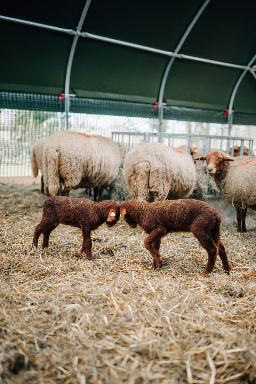 Tierpatenschaft Coburger Fuchsschaf