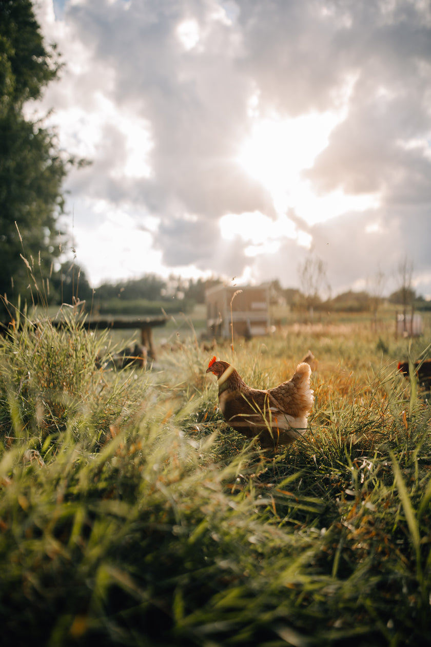 Tierpatenschaft Hahn