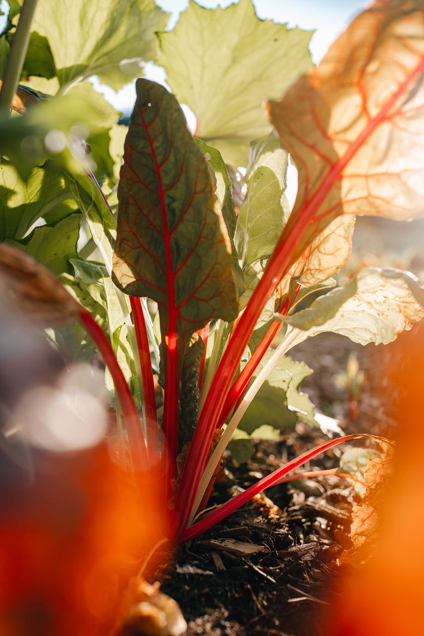 Magische Marienburg – 