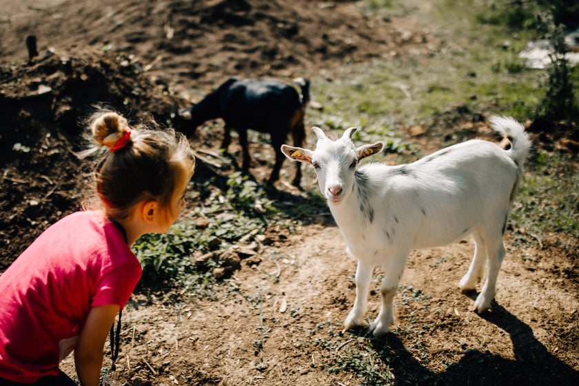 Tierpatenschaft Ziege