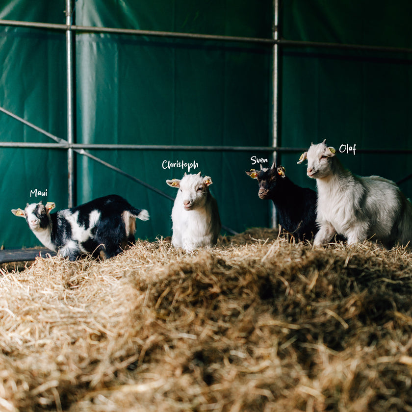 Tierpatenschaft Ziege