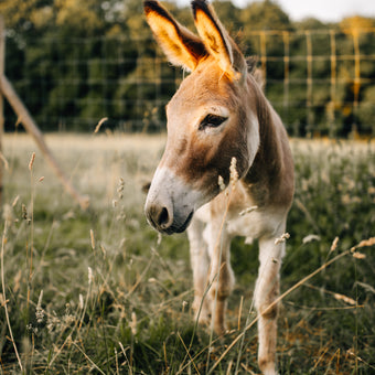 Tierpatenschaft Esel