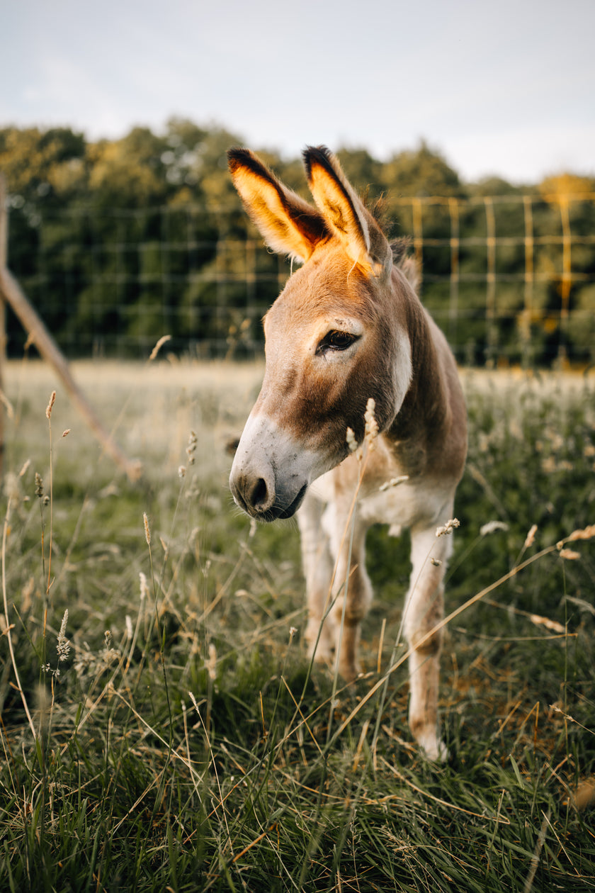 Tierpatenschaft Esel