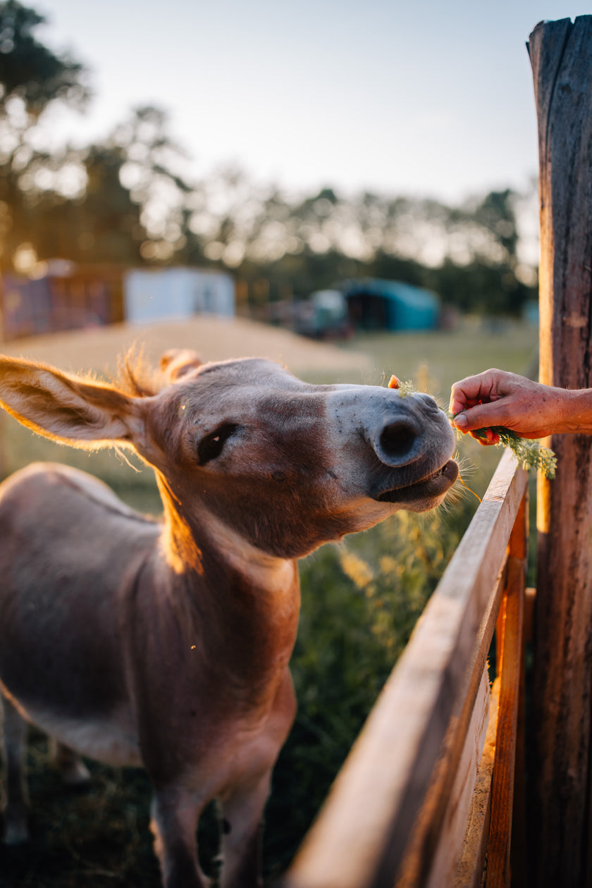 Tierpatenschaft Esel