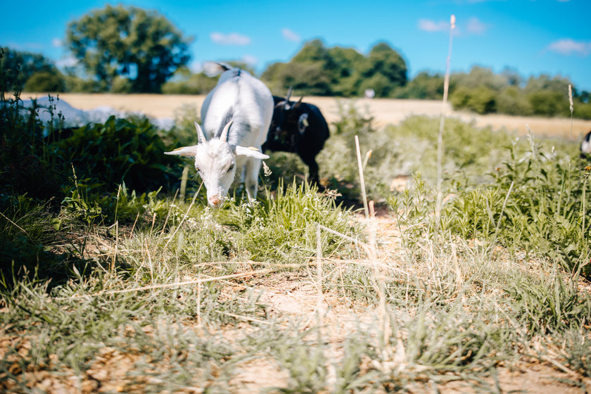Tierpatenschaft Ziege