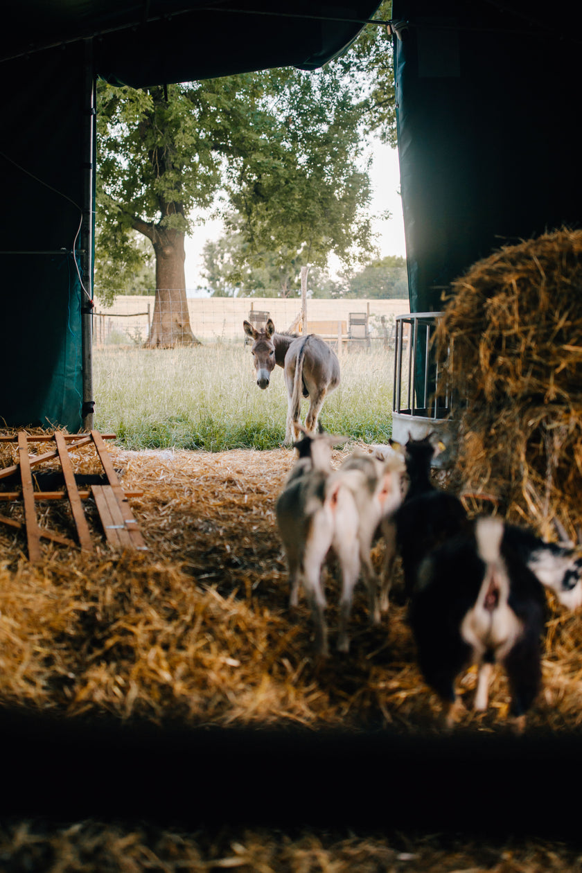 Tierpatenschaft Esel