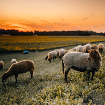 Tierpatenschaft Coburger Fuchsschaf
