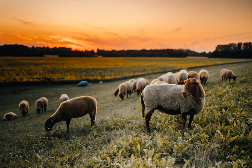 Tierpatenschaft Coburger Fuchsschaf