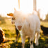 Tierpatenschaft Ziege