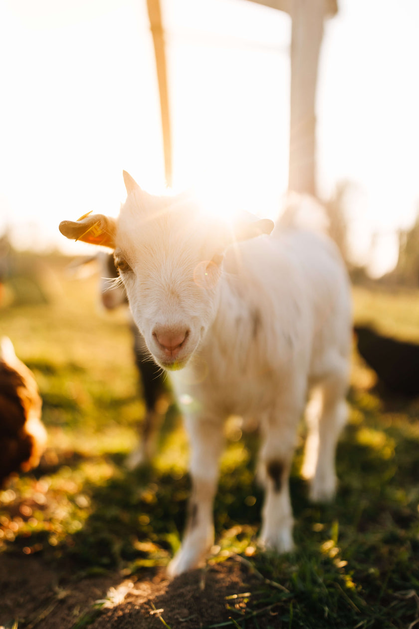 Tierpatenschaft Ziege