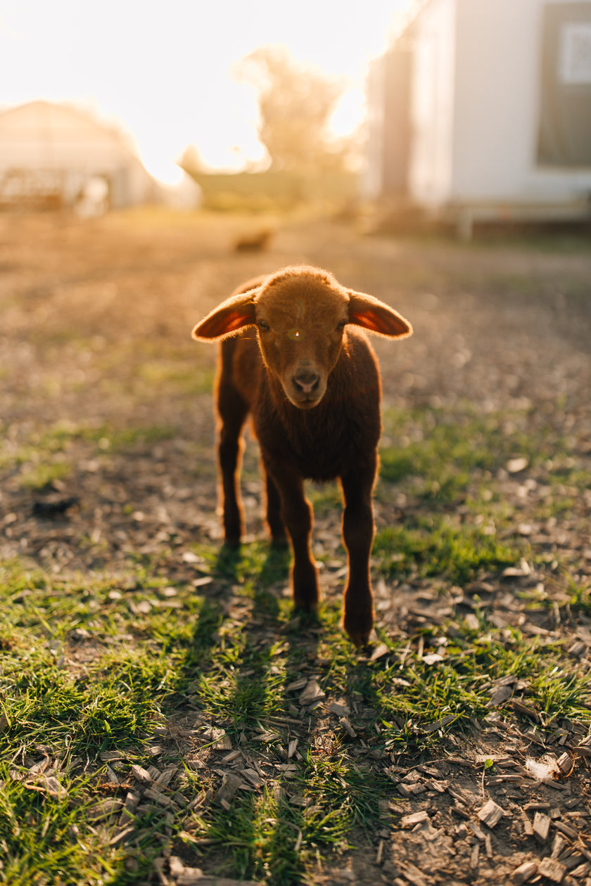 Tierpatenschaft Coburger Fuchsschaf