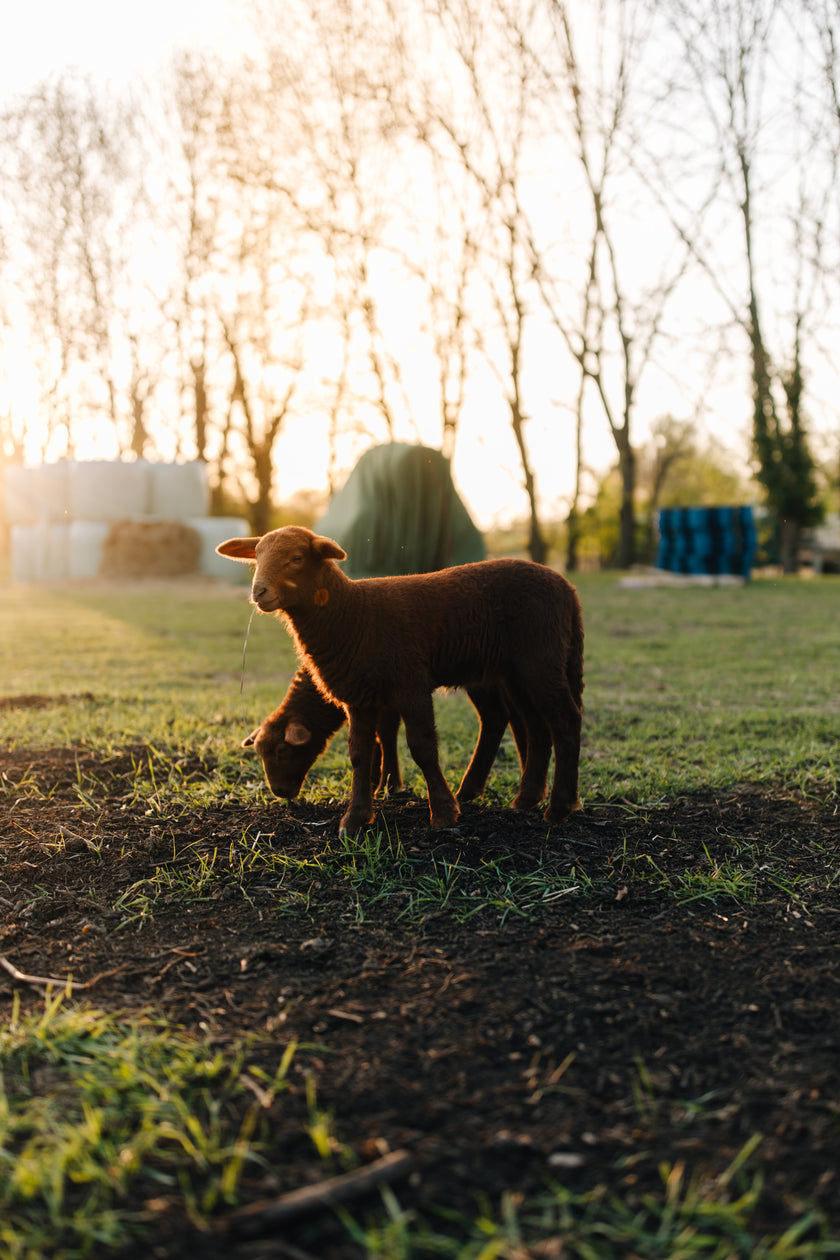Tierpatenschaft Coburger Fuchsschaf