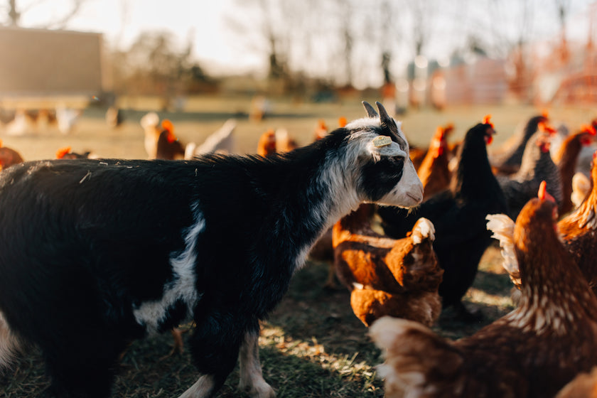 Tierpatenschaft Ziege