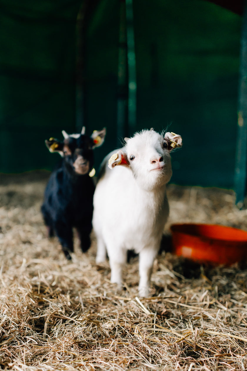 Tierpatenschaft Ziege