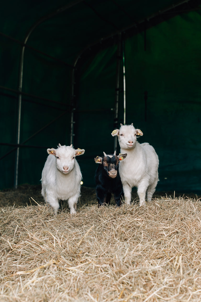 Tierpatenschaft Ziege