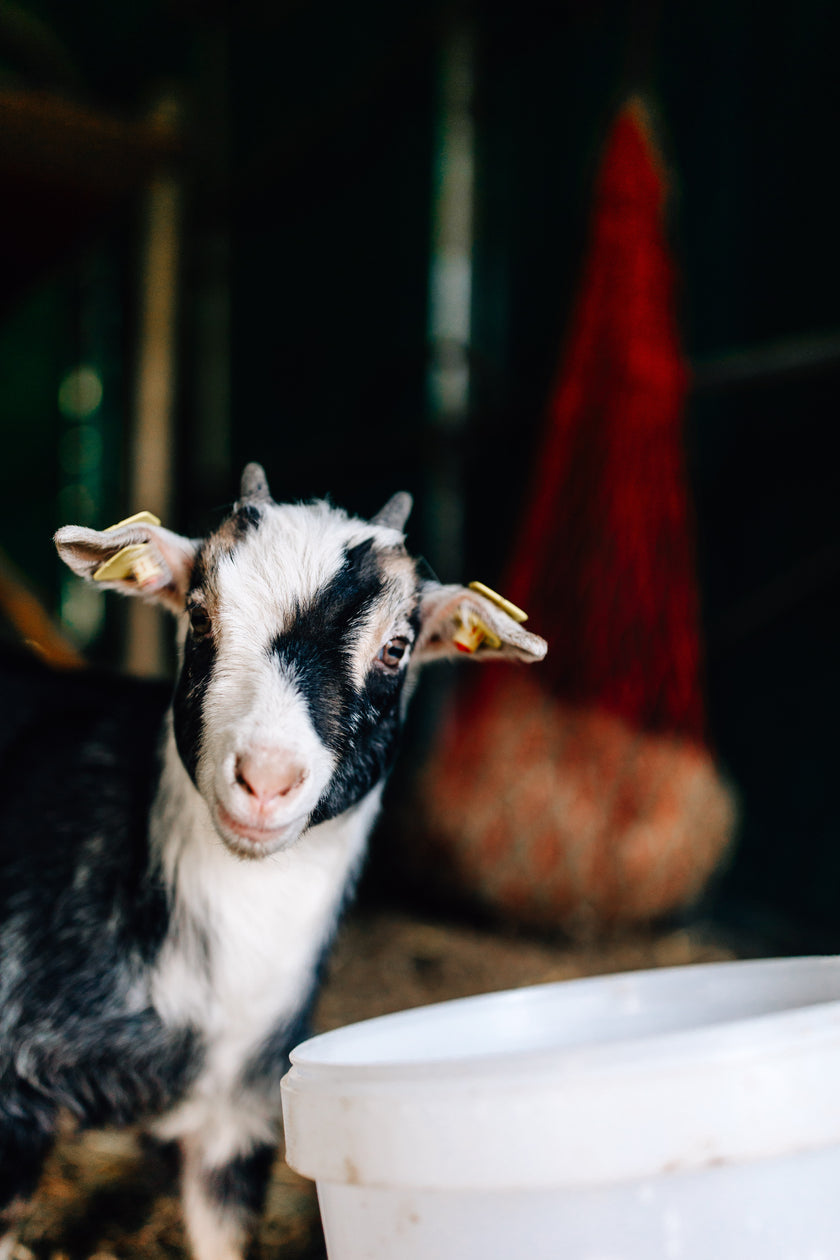 Tierpatenschaft Ziege