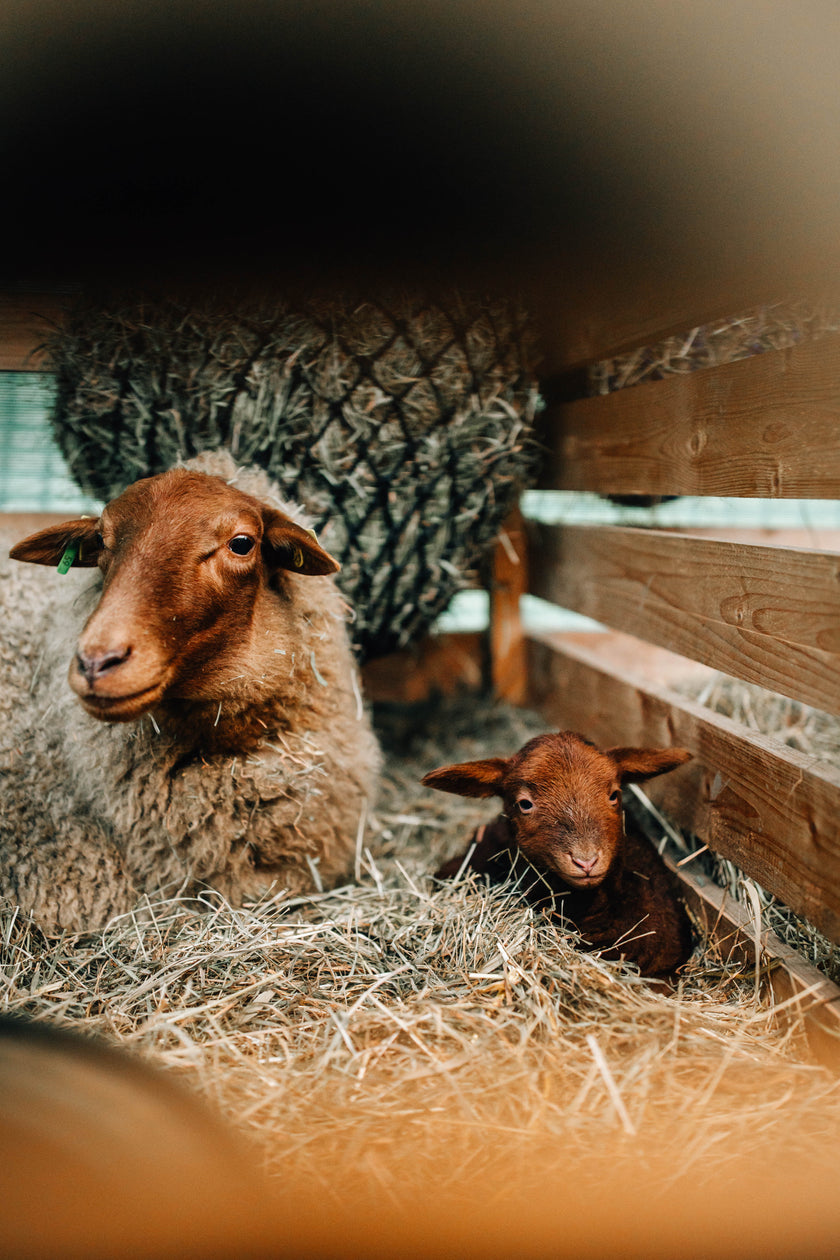 Tierpatenschaft Coburger Fuchsschaf