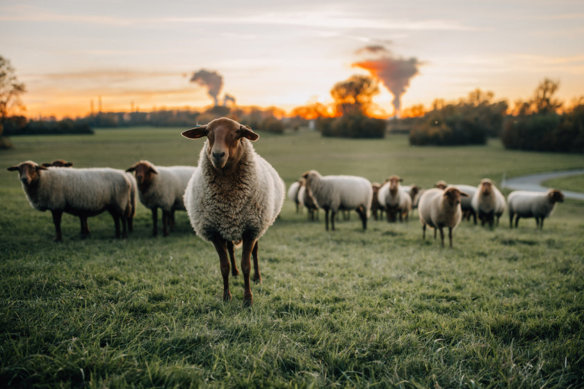 Tierpatenschaft Coburger Fuchsschaf