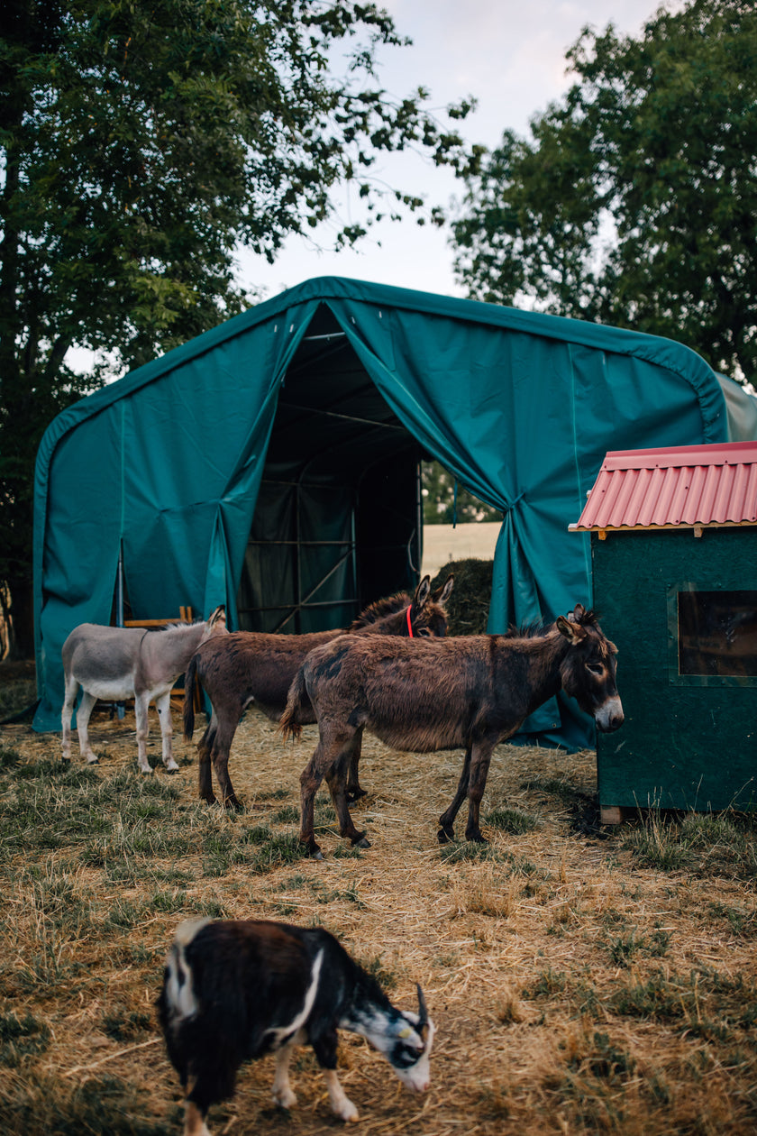 Tierpatenschaft Esel