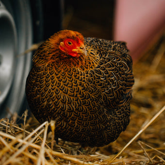 Tierpatenschaft Huhn