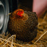 Tierpatenschaft Huhn