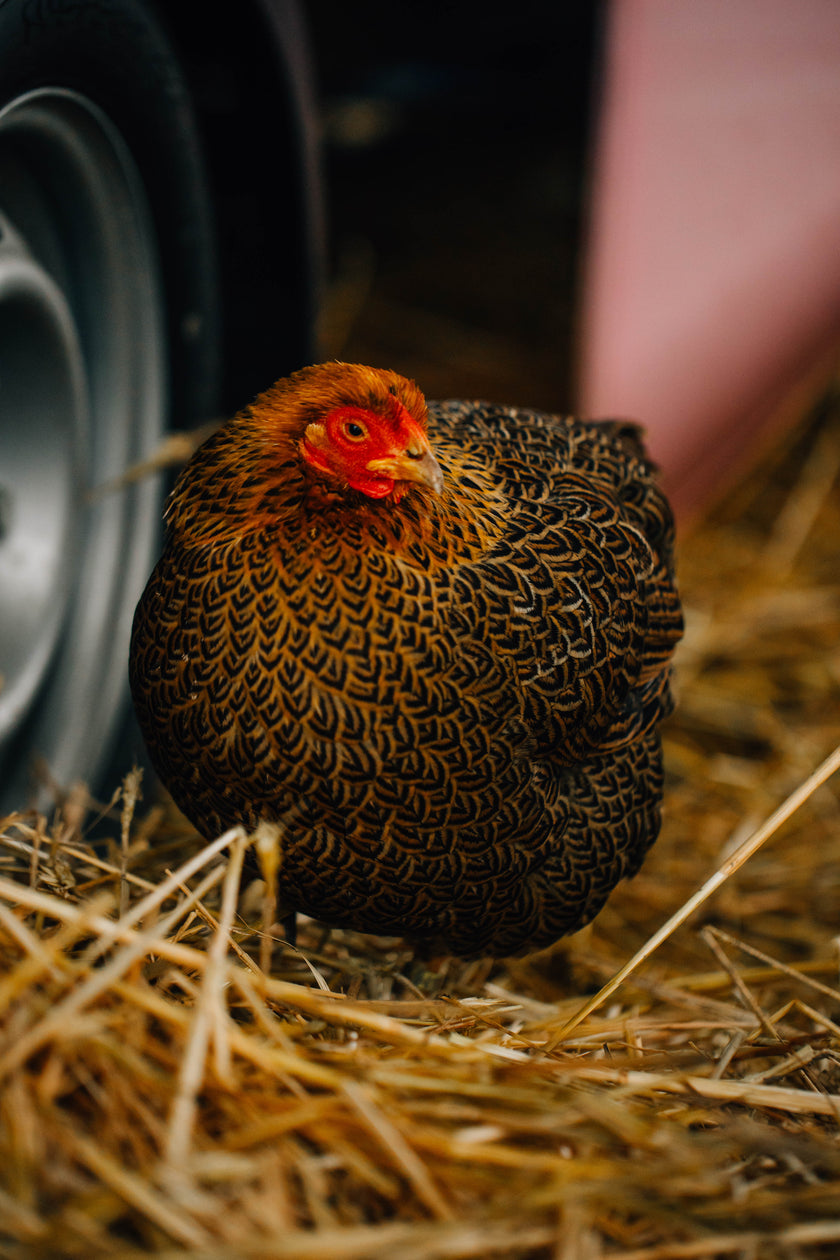 Tierpatenschaft Huhn